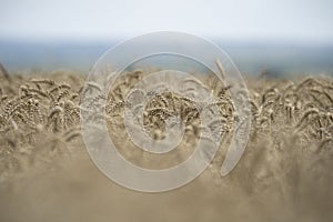 Golden wheat field close up image. Rich crop concept, blurred background