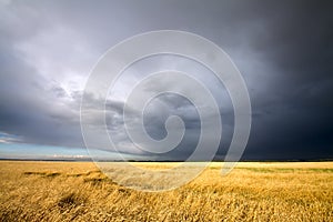 Golden wheat field and cloudy sky