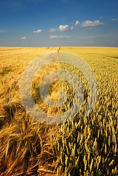 Golden wheat field and cloudy sky