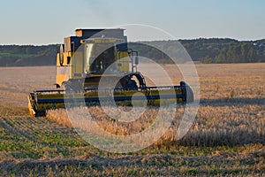 Golden wheat field, combine harvester working in a wheat field