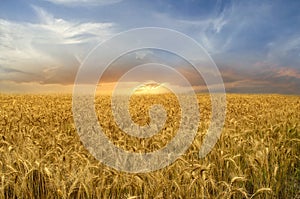 Golden Wheat Field