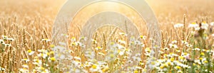 Golden wheat field, defocused chamomile in front of wheat, beautiful landscape in sunset