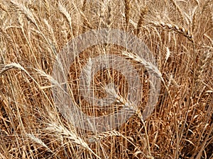 Golden wheat field or dry wheat farm harvesting, wheats ears brown wheat farm in india