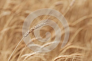 Golden wheat field, ears of wheat close up