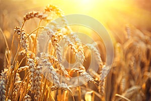 Golden wheat field. Ears of wheat closeup