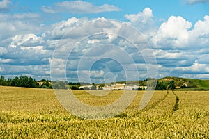 A golden wheat field and fluffy white clouds on a blue sky on a sunny summer day. Tourist places for family holidays. summer