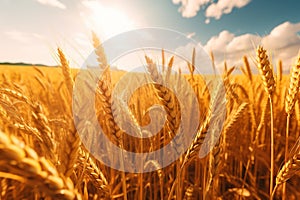 Golden wheat field. By Generative AI