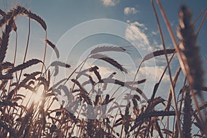 Golden wheat field, harvest and farming, backlight