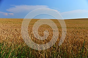 Golden wheat field before harvest