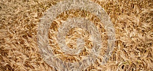 Golden wheat field - harvest time