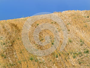 Golden wheat field on a hill after harvest. blue sky