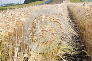 Golden Wheat Field in Hokkaido