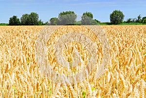 Golden wheat field in holland