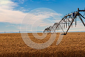 Golden wheat field with irrigation watering system and blue sky with clouds