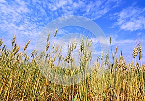 Golden wheat field isolated on blue sky .