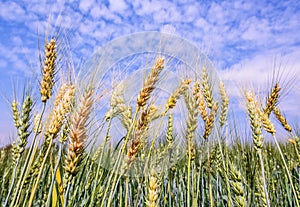 Golden wheat field isolated on blue sky .