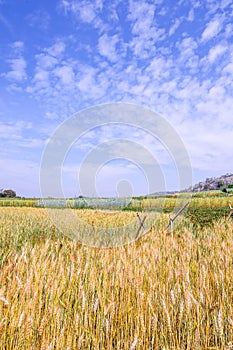 Golden wheat field isolated on blue sky .