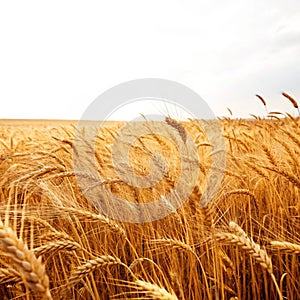 Golden wheat field isolated on white background photo