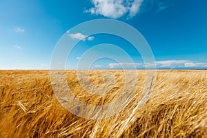 Golden wheat field and light blue sky
