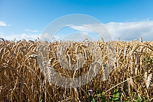 Golden wheat field and light blue sky