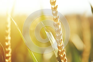 Golden wheat field modern technology gmo genetic modification biotechnology agriculture grain growth farm farming land