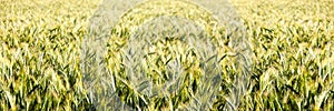Golden wheat field panorama