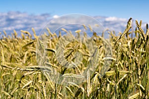 Golden Wheat Field ready for Harvest