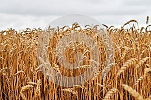 Golden wheat field ready for harvesting.