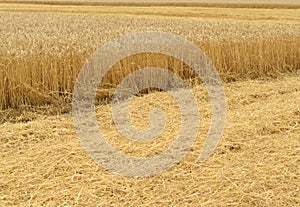 Golden wheat field