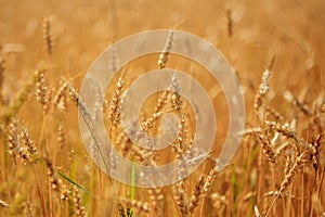 Golden wheat field ready to harvest