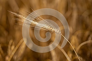 Golden wheat field. Rich harvest. Ripe wheat ears.