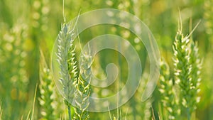 Golden wheat field. Ripening crops under warm sun. Wheat agricultural field panorama. Close up.