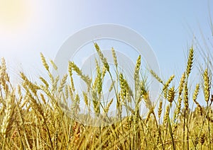 Golden wheat field and ripening ears against the blue sky on a Sunny summer day, sun glare and light