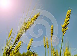 Golden wheat field and ripening ears against the blue sky on a Sunny summer day, sun glare and light