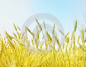 Golden wheat field and ripening ears against the blue sky on a Sunny summer day, sun glare and light