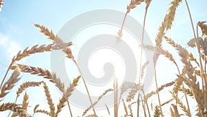 Golden wheat field and ripening ears against the blue sky on a Sunny summer day, sun glare and light