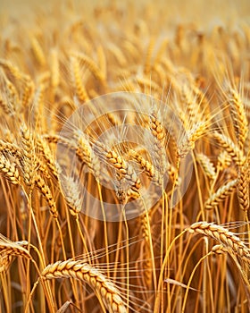 Golden Wheat Field Ripening Under Sunlight, Close up View of Agricultural Cereal Crop, Farming and Harvesting Concept, Background
