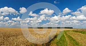 Golden wheat field, road through, blue sky