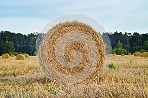 Golden wheat field, roll of wheat