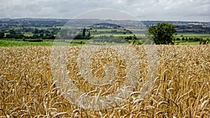 Golden Wheat Field. Rolling Countryside