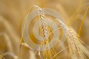 Golden wheat field. Rural landscape. Wheat growing on field. Ear of wheats in the field. Field of wheats. Ripening ears of wheats.