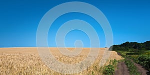 Golden wheat field, rural nature, harvest and farming background