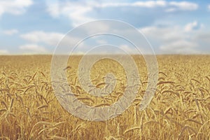 Golden wheat field, rural nature, harvest and farming background