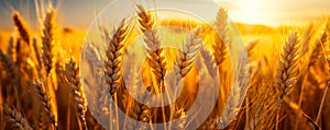 Golden wheat field shining in the warm light of the setting sun, ripe ears of wheat ready for harvest, symbolizing abundance and