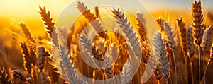 Golden wheat field shining in the warm light of the setting sun ripe ears of wheat ready for harvest symbolizing abundance and