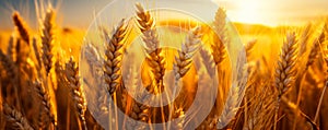 Golden wheat field shining in the warm light of the setting sun ripe ears of wheat ready for harvest symbolizing abundance and