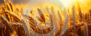 Golden wheat field shining in the warm light of the setting sun ripe ears of wheat ready for harvest symbolizing abundance and