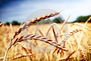 Golden wheat field (spelt wheat) at summer day