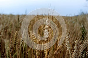 .golden wheat field in summer