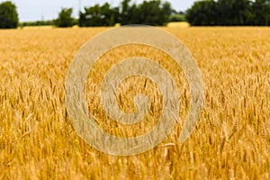 Golden wheat field in summer afternoon, wheat field